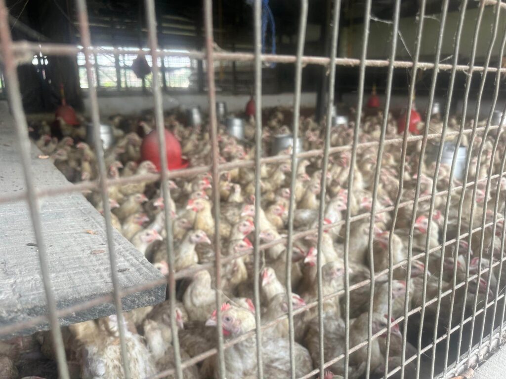 Economics Distribution Birds